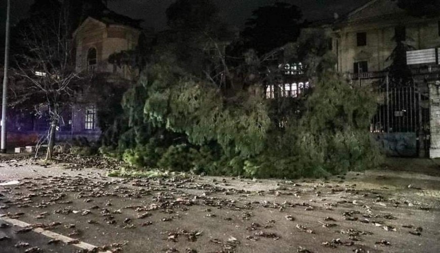 هل شهدت روما "ظاهرة غريبة" تسببت بنفوق عشرات الطيور؟
