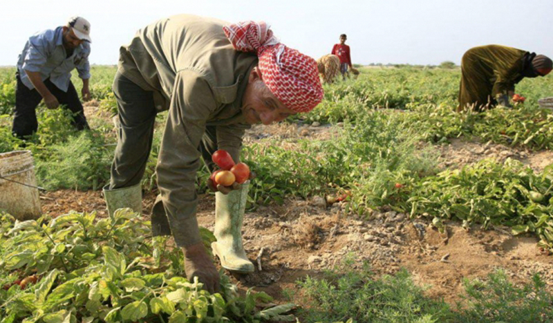 الأمم المتحدة تطلق مشاريع زراعية لمساعدة اللاجئين السوريين في تركيا
